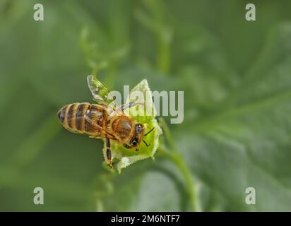 Honey bee 'Apis mellifera' on red fence beet 'Bryonia dioica Stock Photo