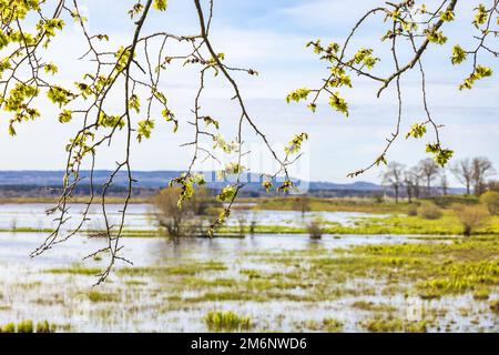 Lush green tree branches in spring Stock Photo