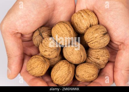 Two male hands hold walnuts on a gray background. Harvest concept. Top view close-up Stock Photo