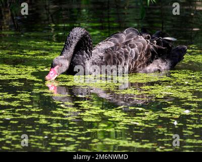 Black swan (Cygnus atratus) on water among duckweed Stock Photo