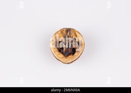 Close-up of a open walnut with rotten nut kernel. View of two walnuts isolated on white background. Rotten Nuts. Old Nuts Stock Photo