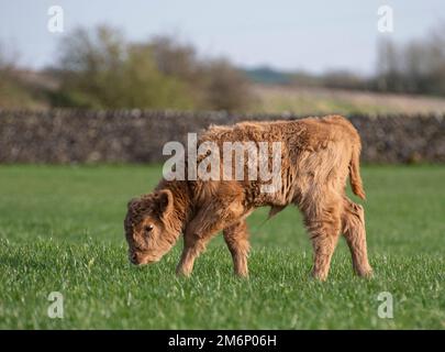 Highland bull  calf on green field with stone wall behind. Blonde colour with cute face and attentive expression, grazing beside photographer. Stock Photo