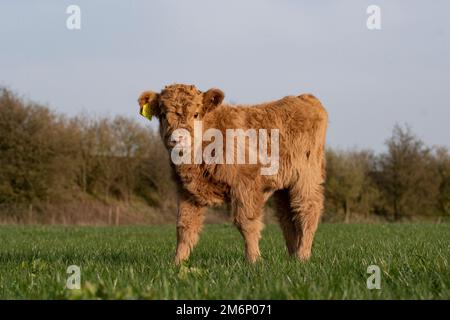 Highland calf on green field looking at camera. Blonde colour with cute face and attentive expression, walking towards photographer Stock Photo