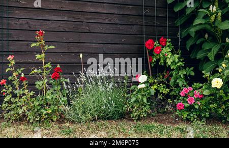 Lavender and rose flowers growing in same flower bed in home garden. Roses bring aphids, lavender bring ladybugs. Stock Photo