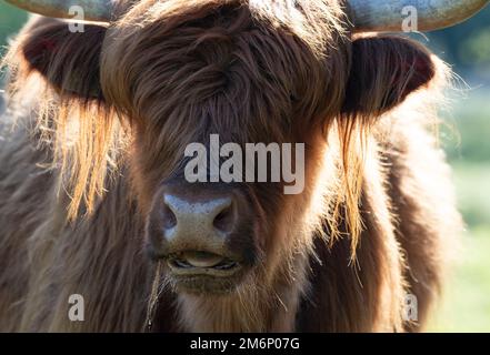 Highland cow red, close up of face with tongue out and long hair around ears, cute, quirky expression, photographed in Norfolk Stock Photo