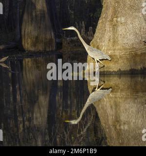 A great blue heron wades casting a clear reflection in the shallow swamp water of the Louisiana Bayou showing long neck and legs taken in evening sun Stock Photo