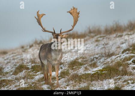 Large stag male Fallow Deer with large curved antlers walks across snow covered hillside and front on to camera in English winter scene West Sussex Stock Photo