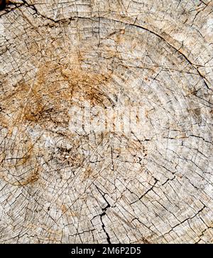 Top view of the texture of an old cracked stump, vintage wooden background, close-up Stock Photo
