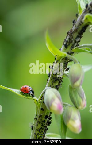 Ladybird eats aphid Stock Photo