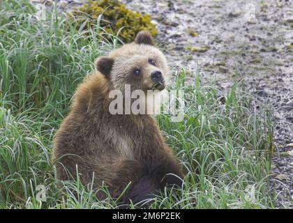 Young Brown Bear cub in wild of Alaska sits by river bed in thick grasses and eats grass whilst turning head to face the camera showing mouthful Stock Photo