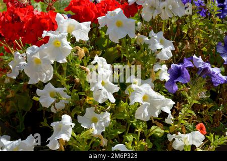 flowering of white petunia surfinia in a garden Stock Photo