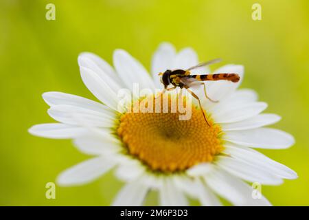 Sphaerophoria scripta insect on daisy flower Stock Photo