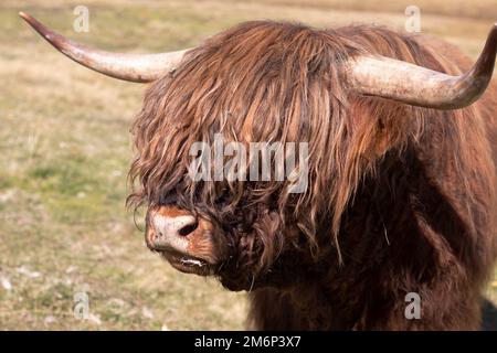 White Highland Cow. cow with long hair Stock Photo - Alamy