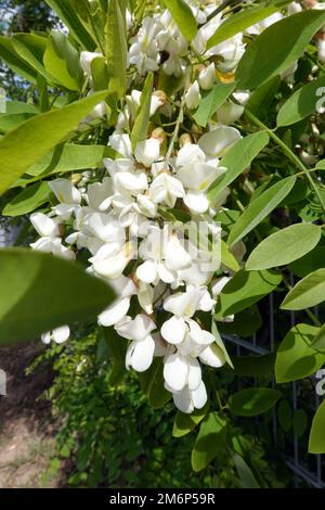 Common robinia (Robinia pseudoacacia), false acacia, false acacia ...