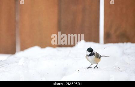 Cute little black-capped chickadee standing on top of the deep snow of winter in a backyard in Taylors Falls, Minnesota USA. Stock Photo