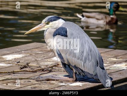 Close-up of Adult grey heron with retracted neck and long sharply pointed beak sitting on raft in lake looking for prey. Stock Photo