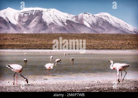 Birds James's flamingo on the background of the Alpine lakes and the snow-capped volcano in the Bolivian Andes Stock Photo