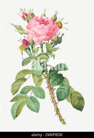 Four seasons rose vector Stock Vector