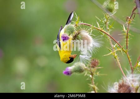 A goldfinch hangs upside down on a spear thistle as it devours the flowers fluffy seeds. Stock Photo