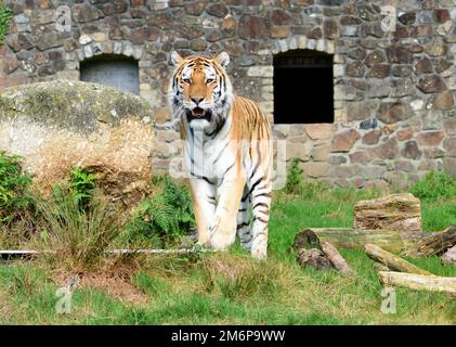 A male Amur Tiger at Dartmoor Zoo, Devon. Stock Photo