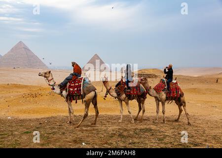 Egyptian and tourists riding camal and taking picture Pyramid of Giza. Stock Photo