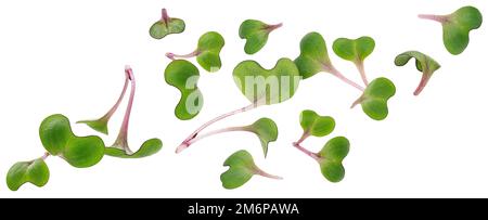 Radish microgreen leaves, young sprouts isolated on white background Stock Photo