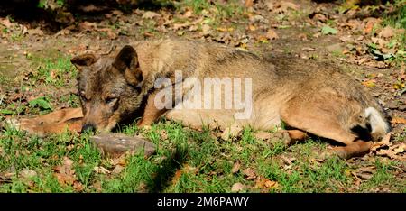 A male Iberian wolf at Dartmoor Zoo, Devon. Stock Photo