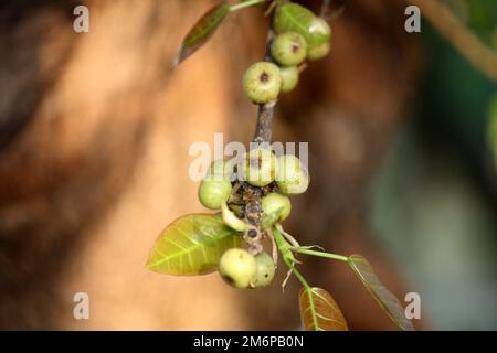 White fig (Ficus virens) fruits on a branch : (pix Sanjiv Shukla) Stock Photo