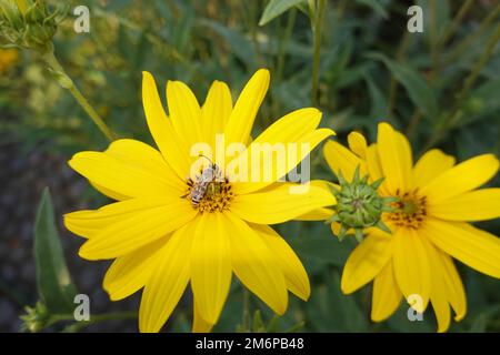 Male yellow-banded furrowing bee (Halictus scabiosae) on the flower of a Jerusalem artichoke (Helianthus tuberosus) Stock Photo