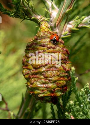 Giant sequoia green leaves and a cone with ladybug. Sequoiadendron giganteum or Sierra redwood needles. Close up. Detail. Stock Photo