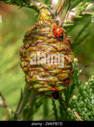Giant sequoia green leaves and a cone with ladybug. Sequoiadendron giganteum or Sierra redwood needles. Close up. Detail. Stock Photo