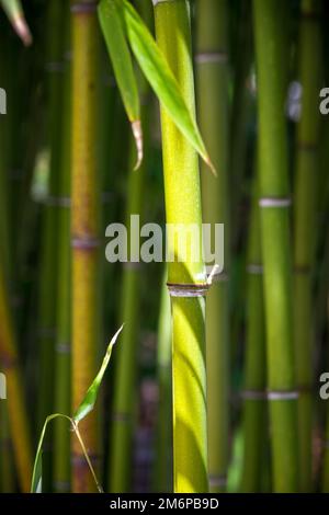 Bamboo forest background Stock Photo
