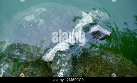 Nile tortoise. African softshell turtle or Nile softshell turtle (Trionyx triunguis). Wildlife in Mugla, Ortaca Dalyan delta. Stock Photo
