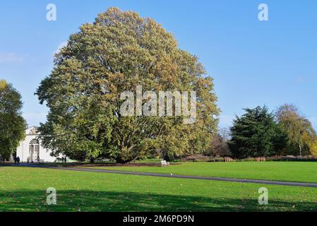 The large Chestnut leaved oak tree, quercus castaneifolia in the Royal Botanical Gardens Kew Greater London England UK Stock Photo