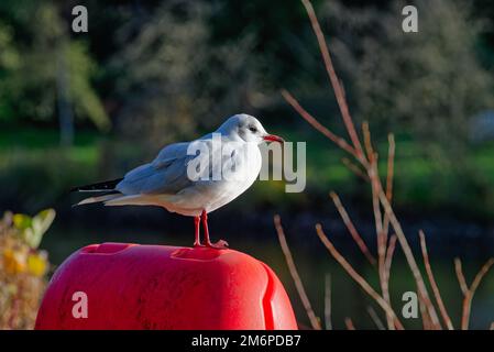 A lone black headed gull in winter plumage perched on a red structure illuminated by low sunlight in parkland Stock Photo
