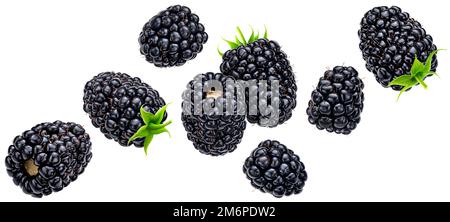 Falling blackberry isolated on white background Stock Photo