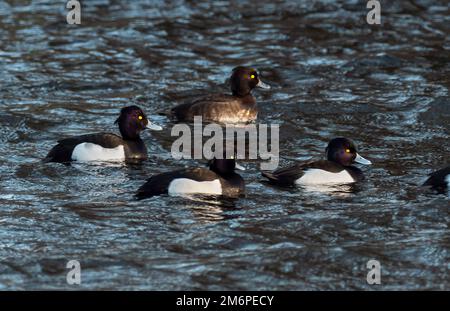 Berlin, Germany. 28th Dec, 2022. 29.12.2022, Berlin. Adult female (back) and male Tufted Ducks (Aythya fuligula) in black and white plumage are swimming on the Teltow Canal in the southwest of Berlin on a windy December day. Typical for both sexes are the bright yellow eyes. Credit: Wolfram Steinberg/dpa Credit: Wolfram Steinberg/dpa/Alamy Live News Stock Photo