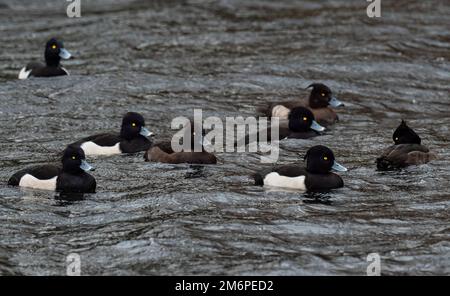 Berlin, Germany. 29th Dec, 2022. 29.12.2022, Berlin. Adult female and male Tufted Ducks (Aythya fuligula) in black and white plumage are swimming on the Teltow Canal in the southwest of Berlin on a windy December day in the rain. Typical for both sexes are the bright yellow eyes. Credit: Wolfram Steinberg/dpa Credit: Wolfram Steinberg/dpa/Alamy Live News Stock Photo
