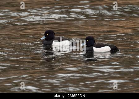 Berlin, Germany. 29th Dec, 2022. 29.12.2022, Berlin. Adult male Tufted Ducks (Aythya fuligula) in black and white plumage are swimming on the Teltow Canal in the southwest of Berlin on a December day. Typical for both sexes are the bright yellow eyes. Credit: Wolfram Steinberg/dpa Credit: Wolfram Steinberg/dpa/Alamy Live News Stock Photo