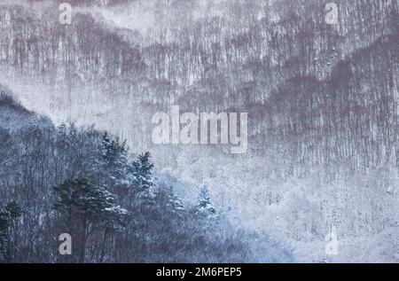 Snow covered trees on mountain in winter  Stock Photo
