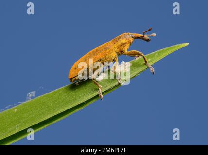 Weevil Lixus pulverulentus on a plant leaf Stock Photo