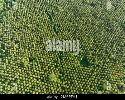 An extensive coconut palm plantation is found in the Solomon Islands. This country exports large amounts of copra, the dried kernel of the coconut. Stock Photo