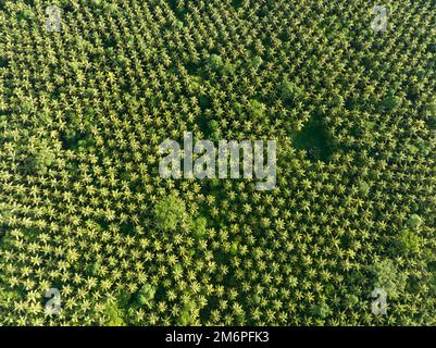 An extensive coconut palm plantation is found in the Solomon Islands. This country exports large amounts of copra, the dried kernel of the coconut. Stock Photo