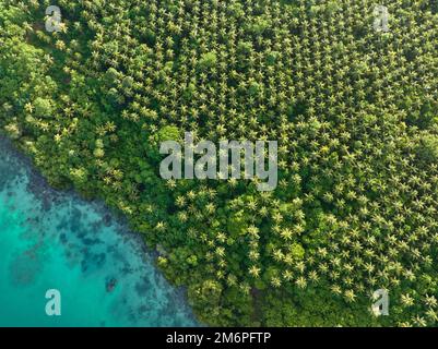 An extensive coconut palm plantation is found in the Solomon Islands. This country exports large amounts of copra, the dried kernel of the coconut. Stock Photo