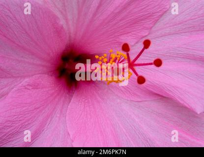 Close up of a pink tropical hibiscus flower Stock Photo