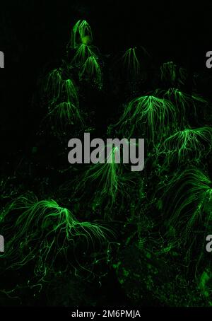 Background with glowing green threads Stock Photo