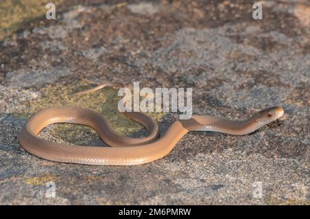 Southern Brown Egg Eater (Dasypeltis inornata) eating an egg, Africa ...