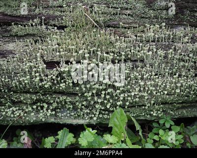 pixie cup lichen scientific name Cladonia asahinae Stock Photo