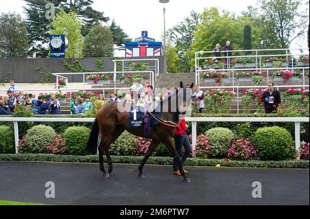 Ascot, Berkshire, UK. 30th September, 2022. Horse Young Fire in the Parade Ring ahead of the Peroni Nastro Azzurro Amateur Jockeys' Handicap Stakes. Credit: Maureen McLean/Alamy Stock Photo