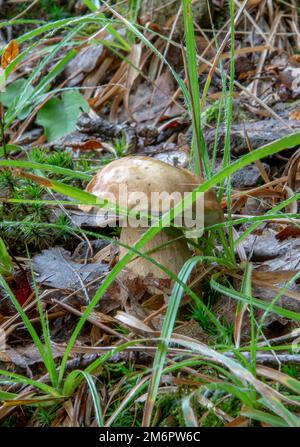 Summer cep mushroom (Boletus reticulatus) growing in the forest. Close up. Selective focus. Stock Photo